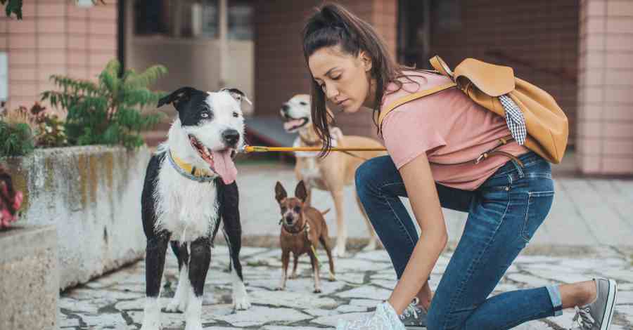 tipos de negócio pet sitter